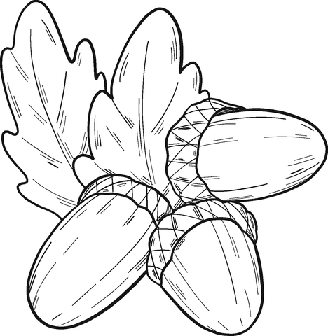 Three Acorns Coloring Page